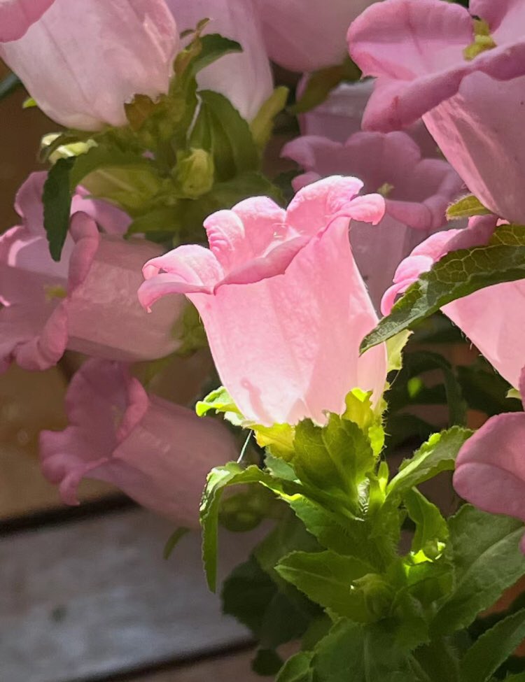 pink bellflowers