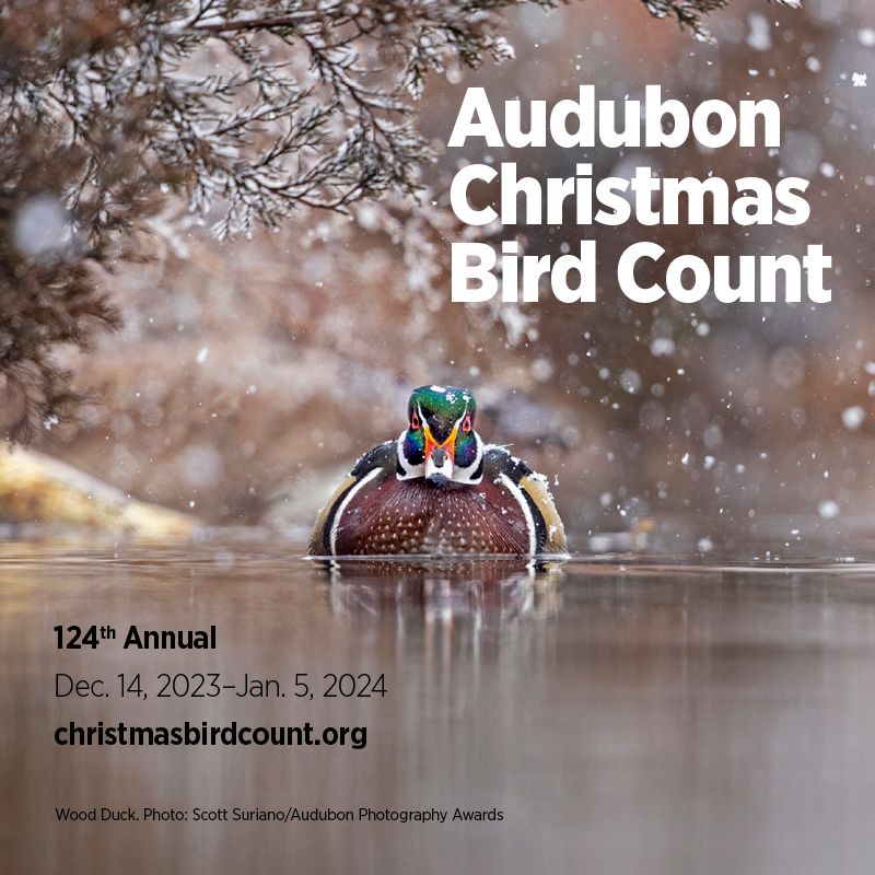 The Audubon Christmas Bird Count is a great tradition and opportunity for everyone to be a part of more than 12 decades of ongoing community science. Learn how to join one of the world's longest-running wildlife censuses, kicking off Dec 14. #AudubonCBC buff.ly/3Gwcjim