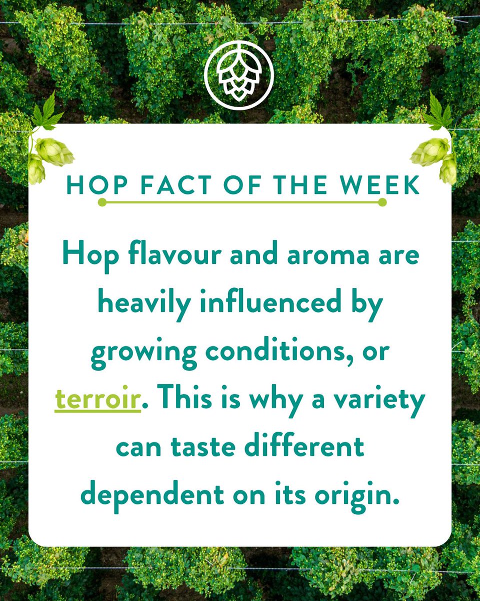 Hop Fact of The Week… Did you know hop flavour and aroma are influenced by growing conditions? #FaramFacts #Terroir #hoppymonday