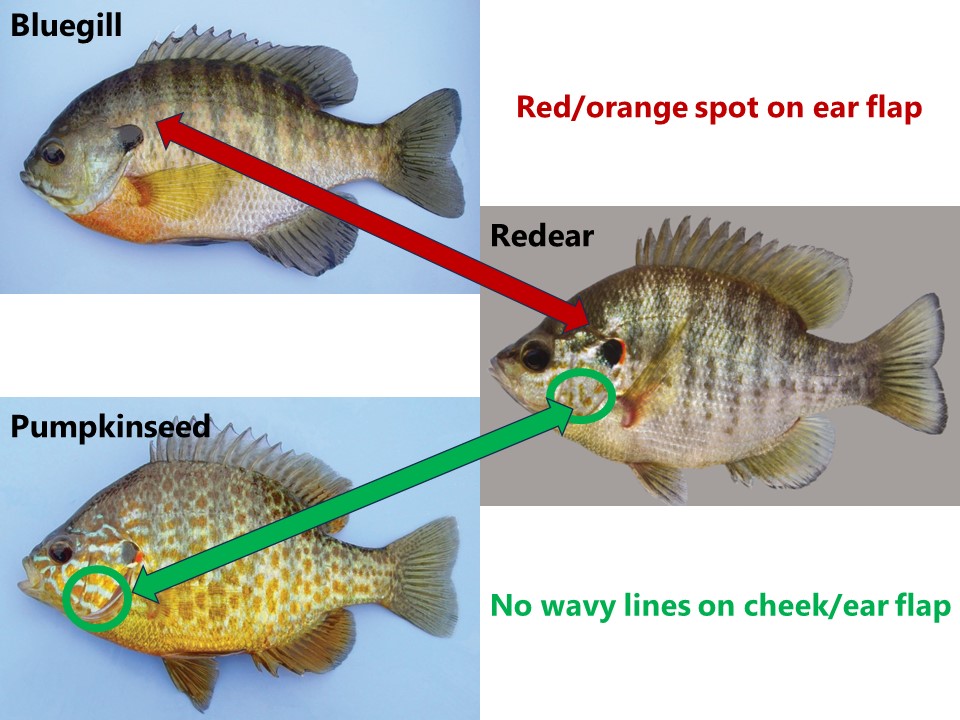 Katie O'Reilly on X: Redear sunfish look similar to a couple