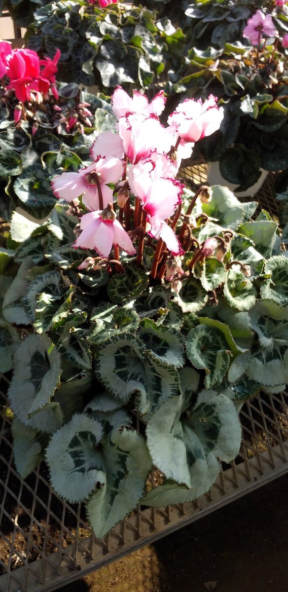 pumpkingdom666's tweet image. 連れて帰ったシクラメンちゃんも……
シクラメン大好き！！
冬の我が家は賑やかなのです！

近々成長記録もアップします！
乞う御期待。

#シクラメン
#シクラメン好き