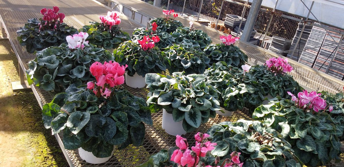 pumpkingdom666's tweet image. 連れて帰ったシクラメンちゃんも……
シクラメン大好き！！
冬の我が家は賑やかなのです！

近々成長記録もアップします！
乞う御期待。

#シクラメン
#シクラメン好き