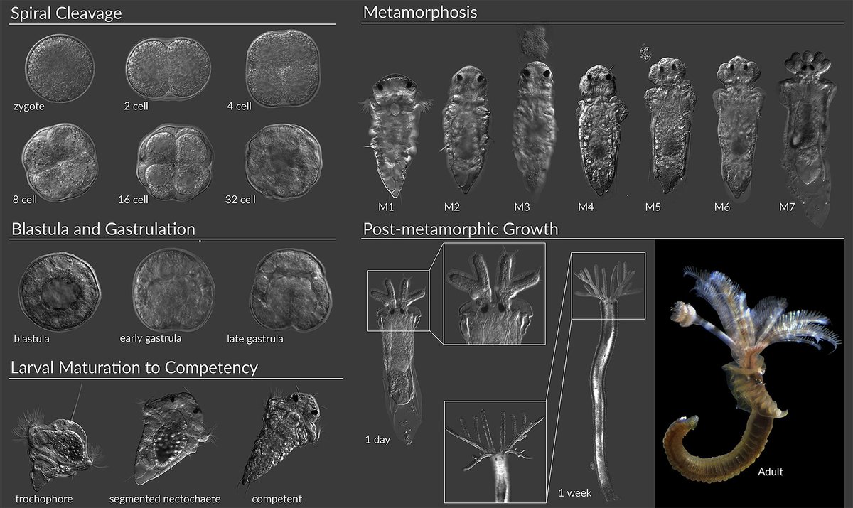 DevelopmentalDynamic (@developmentaldy) on Twitter photo The biofouling marine tube #worm, #Hydroides #elegans, is an indirect developing #polychaete and significant model organism in #developmentalbiology, #metamorphosis and the #evolution of #host-microbe interactions. <a href="/ShikumaLab/">Nick Shikuma</a> doi.org/10.1002/dvdy.6… The biofouling marine tube #worm, #Hydroides #elegans, is an indirect developing #polychaete and significant model organism in #developmentalbiology, #metamorphosis and the #evolution of #host-microbe interactions. <a href="/ShikumaLab/">Nick Shikuma</a> doi.org/10.1002/dvdy.6…