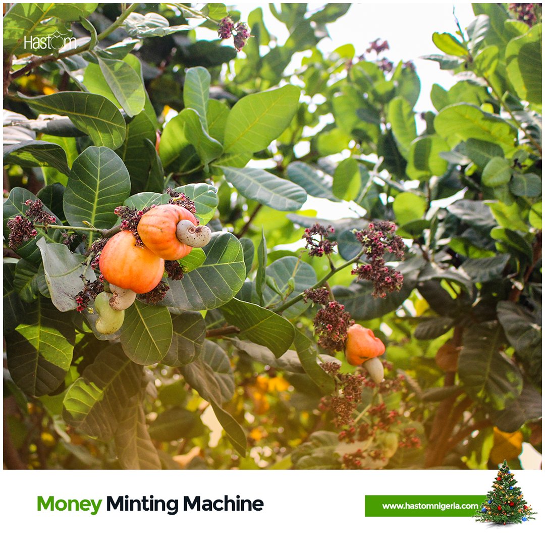 Our first gift to you this season is practically a Money Minting Machine!

Reintroducing Nigeria's highest-earning non-oil export - the Cashew!

Beyond the filling tastefulness of the nuts, the Cashew tree is a consistent income source and with rising global demand, you are spot
