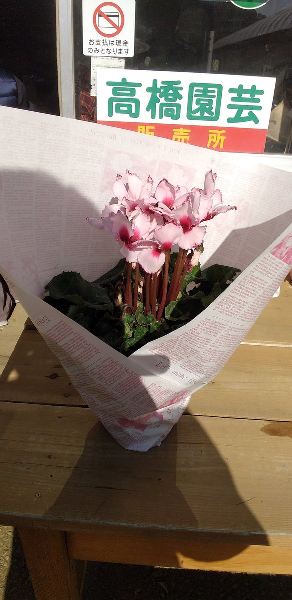 pumpkingdom666's tweet image. 連れて帰ったシクラメンちゃんも……
シクラメン大好き！！
冬の我が家は賑やかなのです！

近々成長記録もアップします！
乞う御期待。

#シクラメン
#シクラメン好き