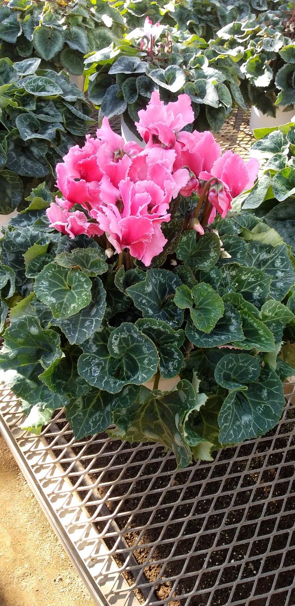 pumpkingdom666's tweet image. 連れて帰ったシクラメンちゃんも……
シクラメン大好き！！
冬の我が家は賑やかなのです！

近々成長記録もアップします！
乞う御期待。

#シクラメン
#シクラメン好き