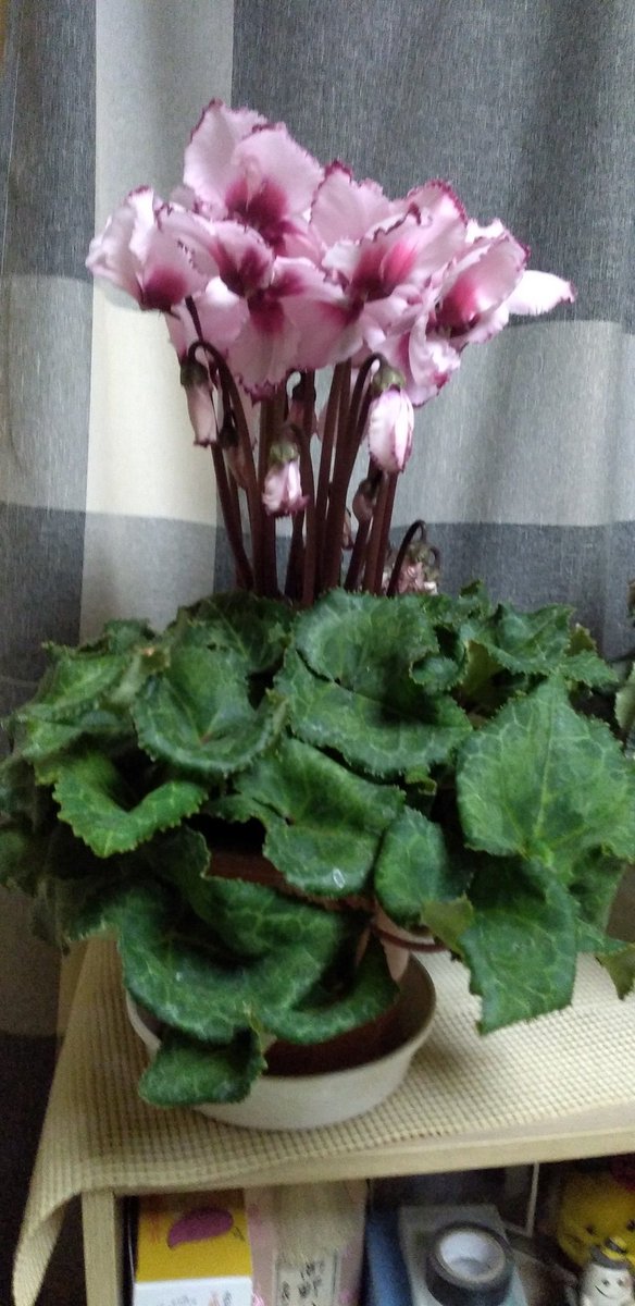 pumpkingdom666's tweet image. ちなみに、連れて帰ってきたビクトリア様とインディアカという品種のシクラメン。
行き付けの花屋さんで購入したシクラメンも元気に咲いてます。
とても幸せです。
去年生き残ったネオゴールデンボーイは、少しずつ花芽をつけてます！

#シクラメン
#シクラメン好き
#ビクトリア
#インディアカ