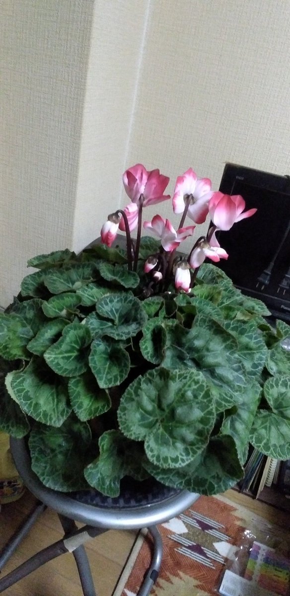 pumpkingdom666's tweet image. ちなみに、連れて帰ってきたビクトリア様とインディアカという品種のシクラメン。
行き付けの花屋さんで購入したシクラメンも元気に咲いてます。
とても幸せです。
去年生き残ったネオゴールデンボーイは、少しずつ花芽をつけてます！

#シクラメン
#シクラメン好き
#ビクトリア
#インディアカ