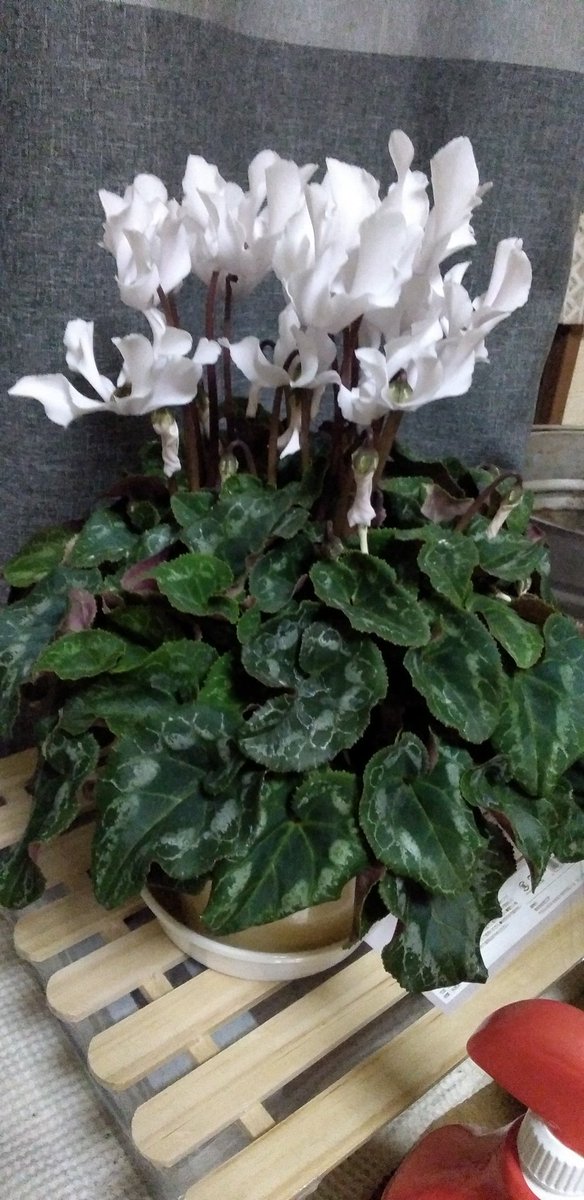 pumpkingdom666's tweet image. ちなみに、連れて帰ってきたビクトリア様とインディアカという品種のシクラメン。
行き付けの花屋さんで購入したシクラメンも元気に咲いてます。
とても幸せです。
去年生き残ったネオゴールデンボーイは、少しずつ花芽をつけてます！

#シクラメン
#シクラメン好き
#ビクトリア
#インディアカ