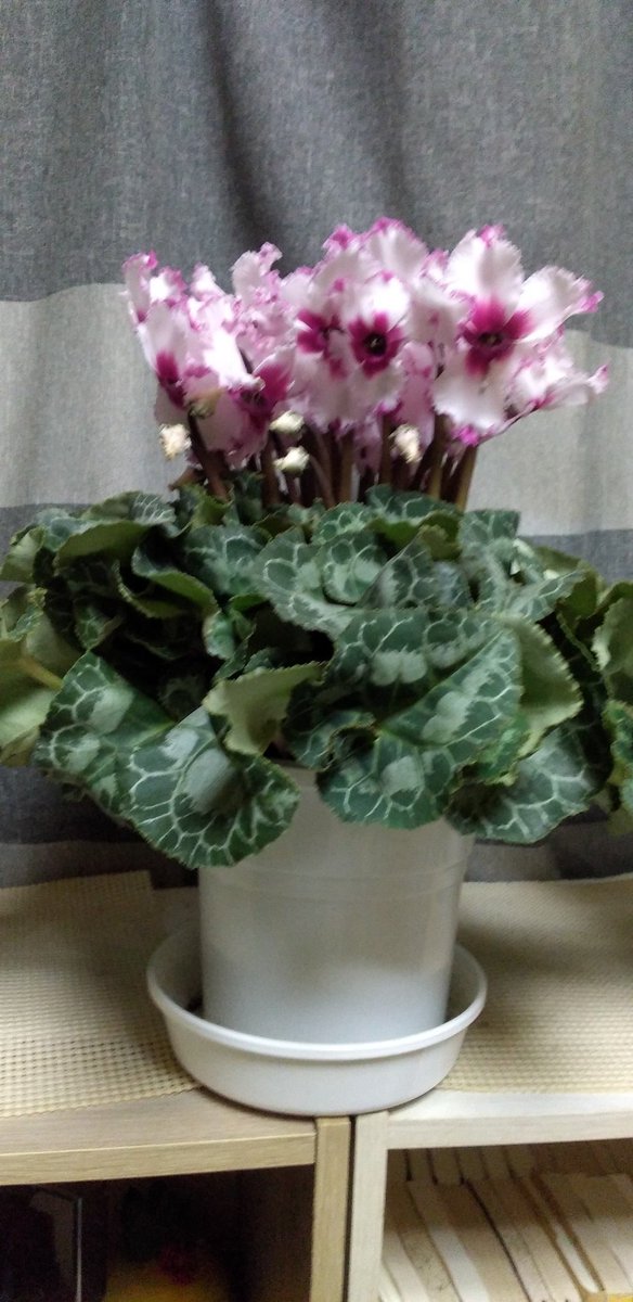 pumpkingdom666's tweet image. ちなみに、連れて帰ってきたビクトリア様とインディアカという品種のシクラメン。
行き付けの花屋さんで購入したシクラメンも元気に咲いてます。
とても幸せです。
去年生き残ったネオゴールデンボーイは、少しずつ花芽をつけてます！

#シクラメン
#シクラメン好き
#ビクトリア
#インディアカ