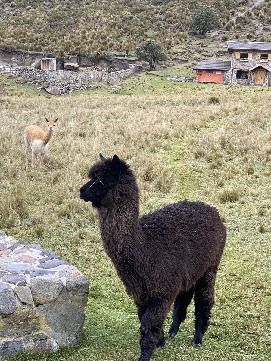 Weather permitting, Dale, Farid, and myself will attempt #Chimborazo tonight… Until then, we’re resting while we can, enjoying the alpacas, and playing lots of cards at the lodge. #TYL23 Stay up to date on the trek: testyourlimits.ca/category/blog-…