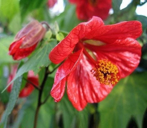 Abutilon (Indian mallow)❤️🥀🌸🌿