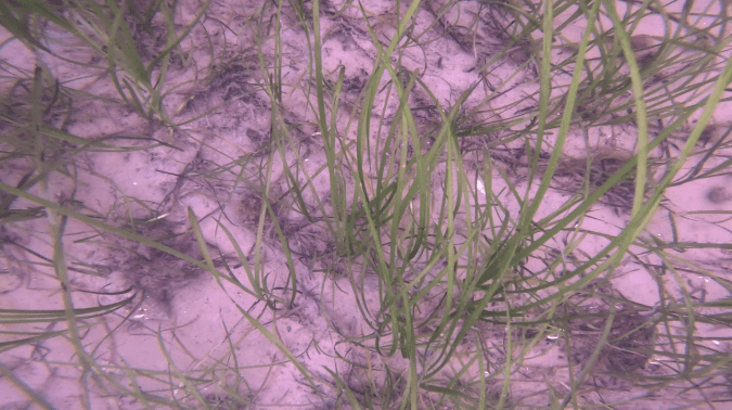 Advancements in Seagrass Monitoring: Robotics and Deep Learning

#AI #artificialintelligence #camerasystems #carbonsequestration #conservation #dataanalysistools #EasySurvapplication #ecofriendlyrobots #HydroSurv #llm #machinelearning

multiplatform.ai/advancements-i…