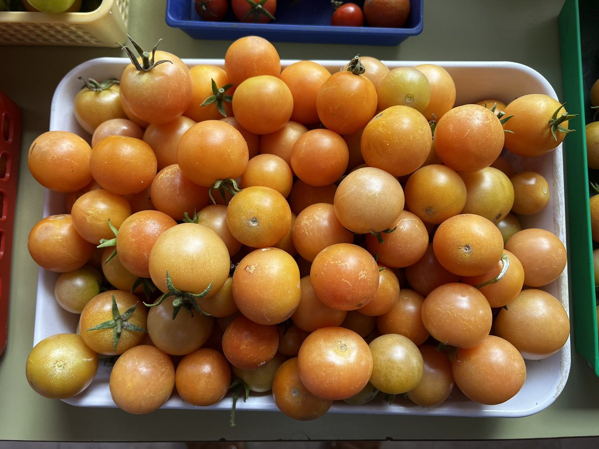 Los alumnos de Megeces recogen los últimos 🍅🍅 del #huertoescolar del cole 😊

En <a href="/CRAArroyoVA/">CRA Arroyo</a> fomentamos la #alimentacionsaludable 

#escuelarural #ODS

<a href="/educacyl/">Educación JCyL</a> <a href="/cfievalladolid/">CFIE VALLADOLID</a>