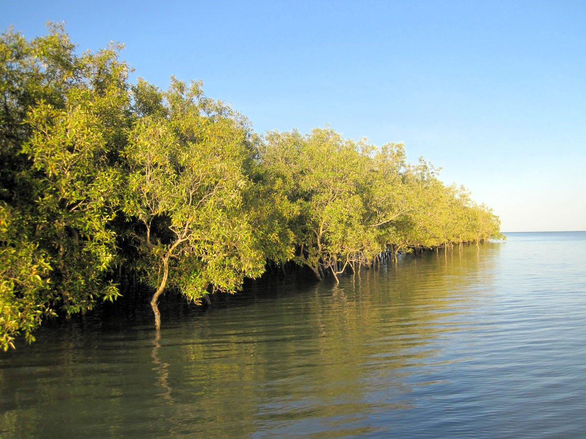 Dr. Gloria Reithmaier (@greithmaier) on Twitter photo 🌿📢 Exciting News! Our latest #BlueCarbon research just hit the pages of <a href="/NatureComms/">Nature Communications</a>!
📄🎉"Carbonate chemistry and carbon sequestration driven by inorganic carbon outwelling from mangroves and saltmarshes."
Full article: rdcu.be/dtiPi 🌿📢 Exciting News! Our latest #BlueCarbon research just hit the pages of <a href="/NatureComms/">Nature Communications</a>!
📄🎉"Carbonate chemistry and carbon sequestration driven by inorganic carbon outwelling from mangroves and saltmarshes."
Full article: rdcu.be/dtiPi