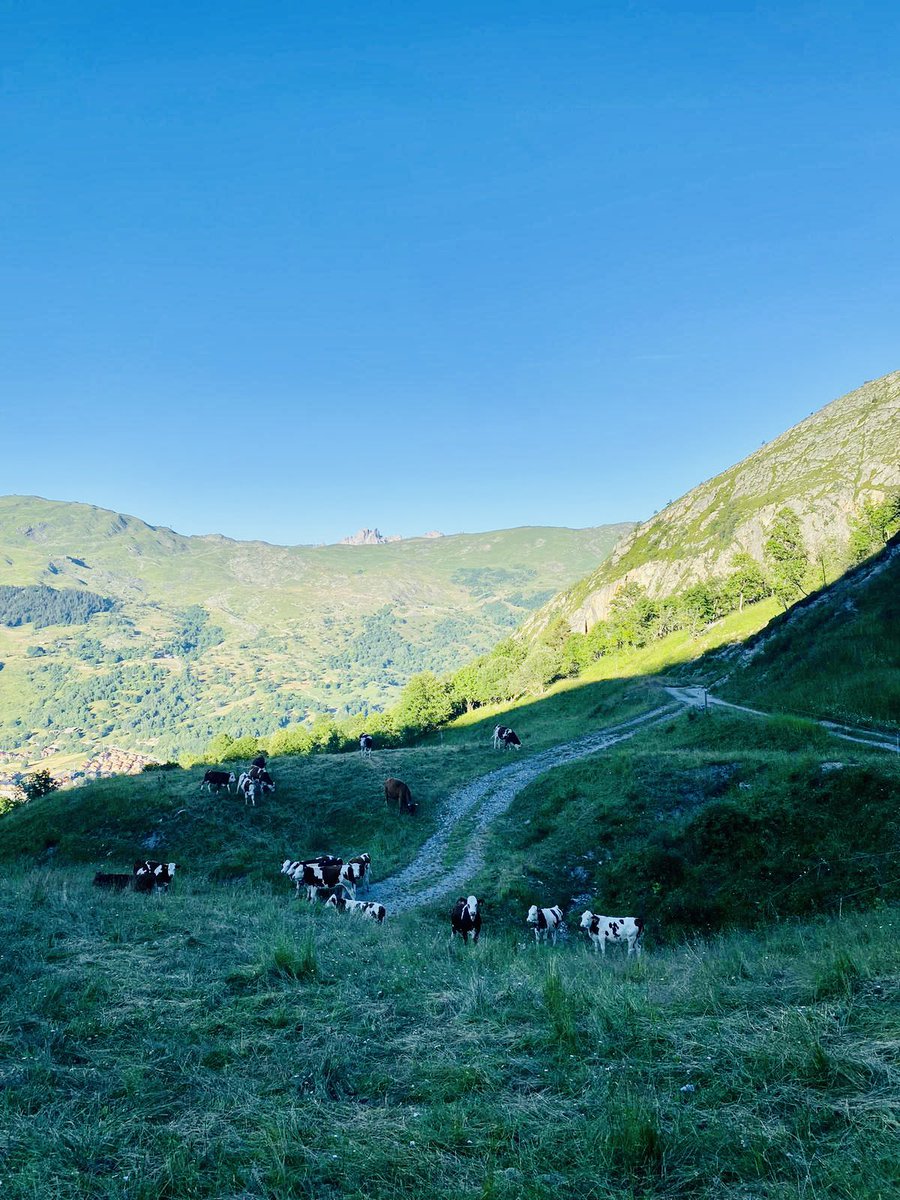 No caption needed. 🏔️ 🐄 ⛷️🌲 #InternationalMountainDay