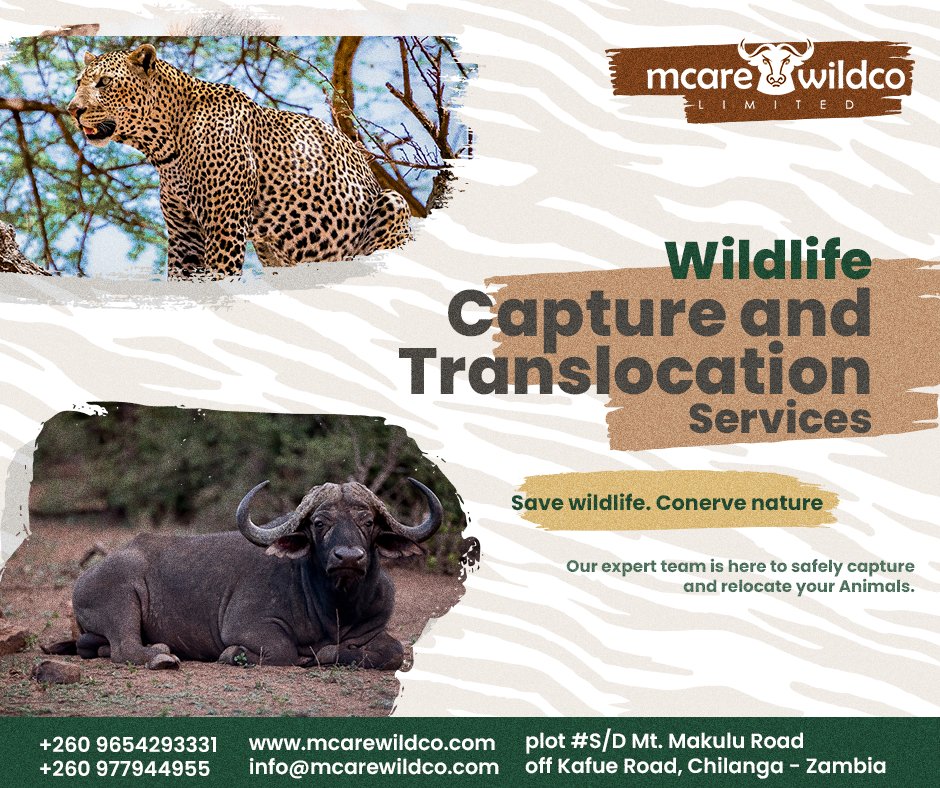 Relay on your wildlife partners to safely capture and relocate your animals. Serve wildlife, conserve nature. 📷📷
#MCareWildCo #WildlifeCapture #ExpertServices'