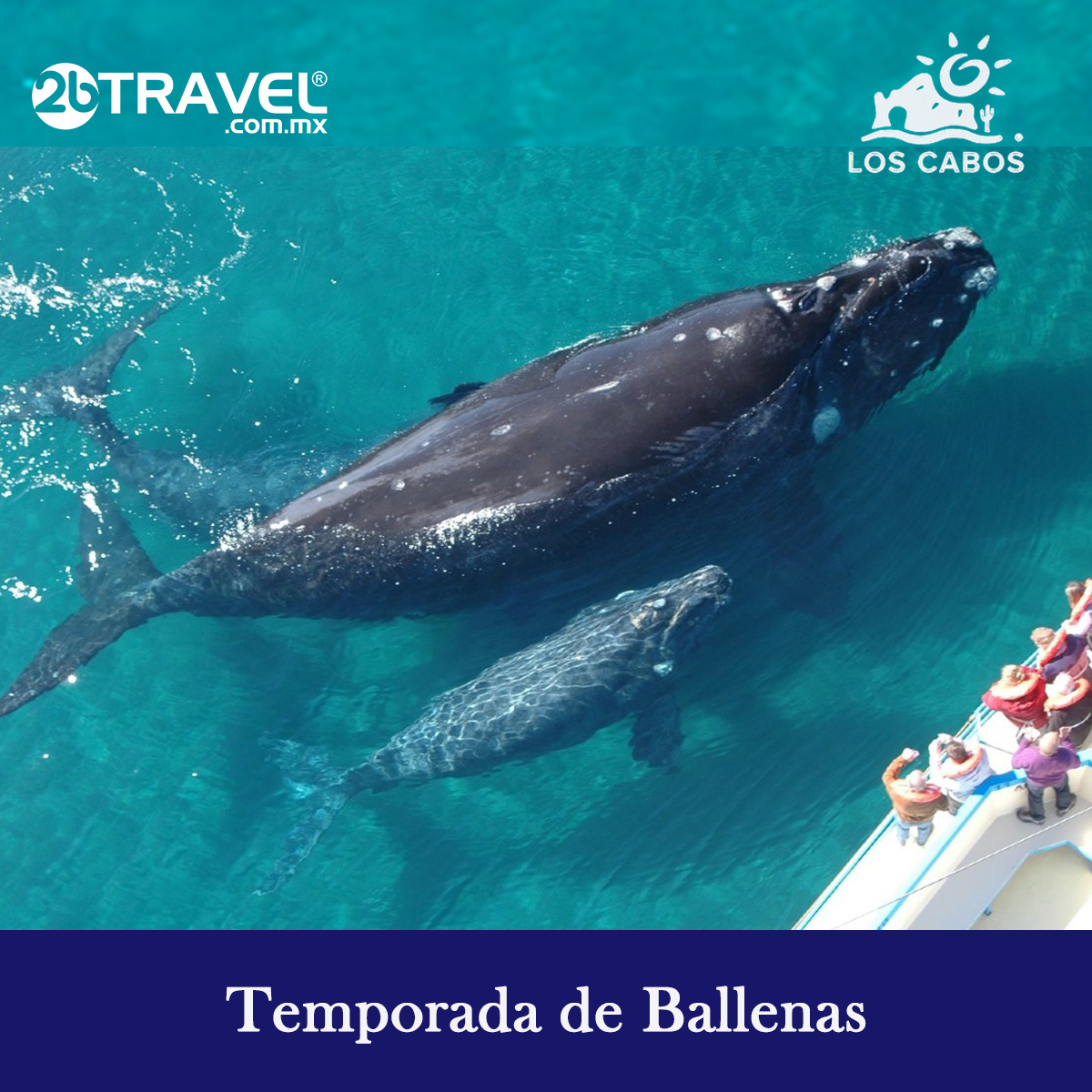 2bTRAVEL's tweet photo. La #temporadadeballenas llegó, y en #LosCabos tienes la oportunidad de apreciar este tesoro de la naturaleza  
Recuerda que #viajaresvivir  #ballenas  #Balandra #sanjosedelcabo #viajesamedida #2btravel  
👉Cotiza y reserva tu viaje en: WhatsApp https://t.co/8wLiS99po6 https://t.co/Rd4cw4IIPt