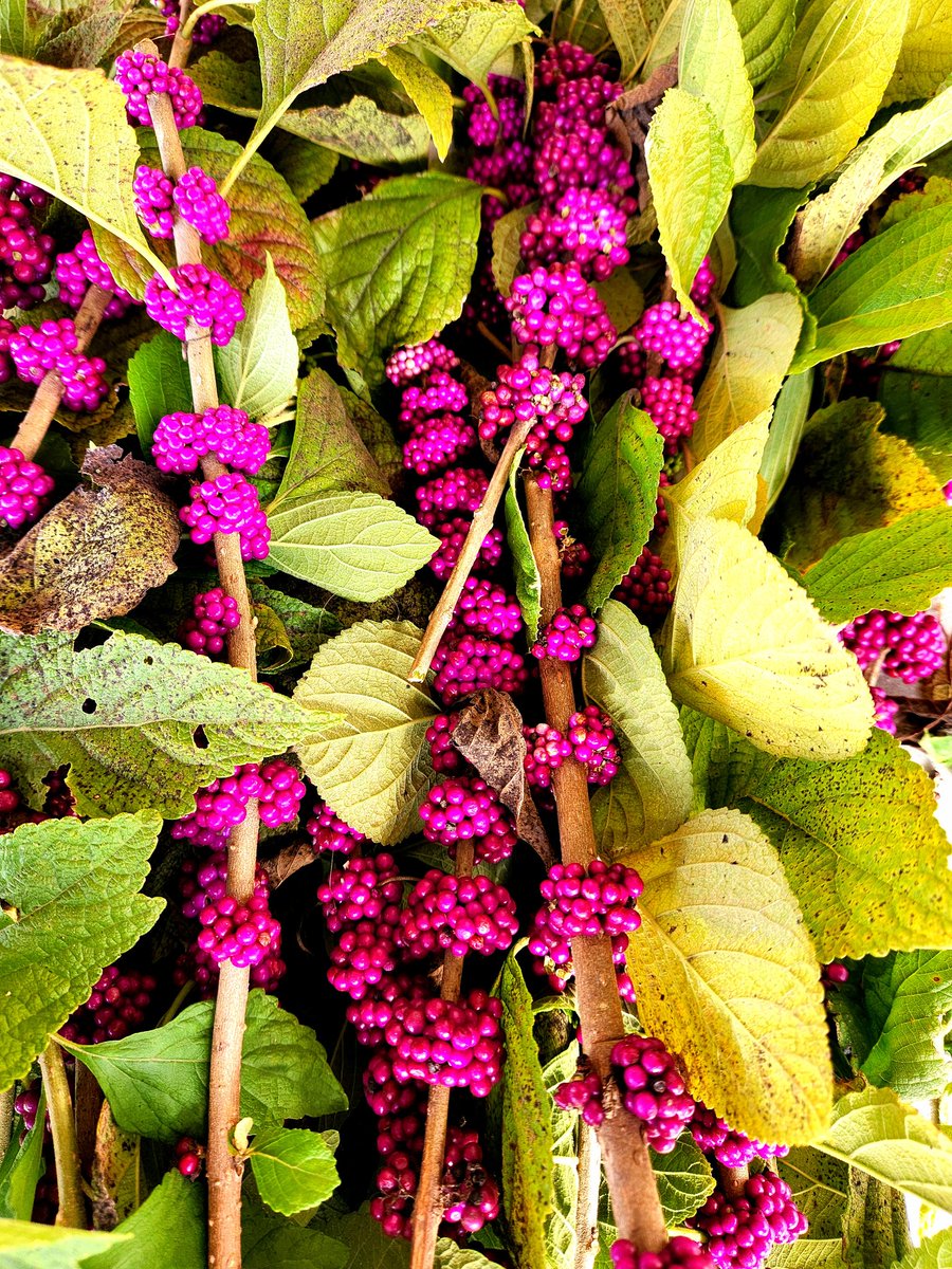 I have a bird/butterfly garden planted with native plants, & as an added bonus a lot of it is also edible. Just harvested this native American Beautyberry to make some jam. Fun fact: Indians used to crush the leaves & rub it on their skin as an insect repellent. #EatTheWeeds