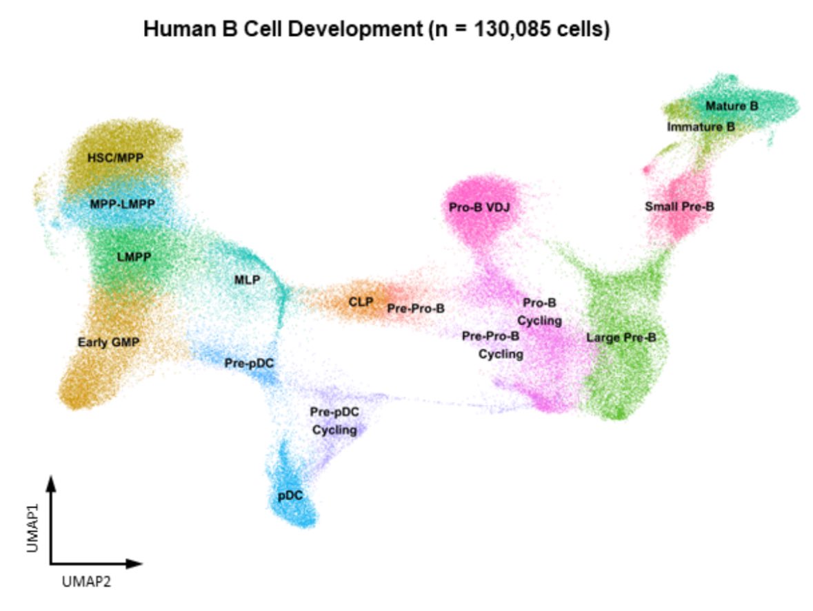 Excited to present today at #ASH23 our study on single cell dissection of developmental origins and transcriptional heterogeneity in B-ALL with novel implications for diagnosis, classification and risk stratification. Check out our preprint to explore more biorxiv.org/content/10.110…