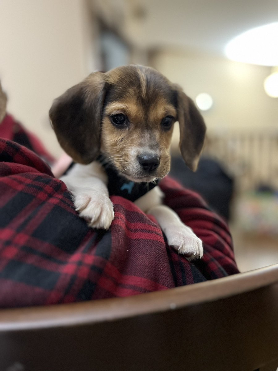 Everyone, meet Zoey 🐾💝