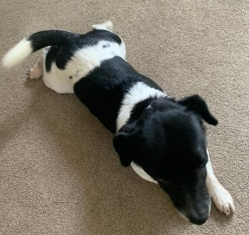 millypod1's tweet photo. 🆘9 DEC 2023 #Lost STITCH #ScanMe
Black &amp; White Jack Russell Terrier Male
#Winterfold nr #Cranleigh #Surrey #GU6 https://t.co/uw56qBdMly https://t.co/ufqVYUmvLU