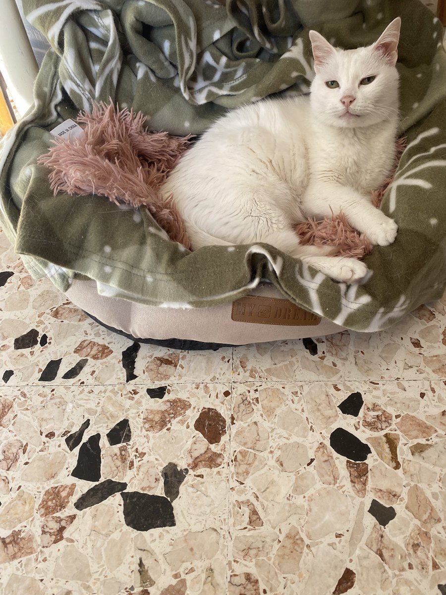 Patry_P_'s tweet photo. Breed: europea 
Name: Lilly
Beautifulness: c’è bisogno di dirlo?
Intelligence: ha imparato a fare batti 5 quindi voglio dire
Fears: mia mamma che si mette le mani sui fianchi
Nickname: puzzola, puzzina, puzzetta, amore della mamma, cuore mio, amore mio grande, stronza https://t.co/Hcpc4jJxRu