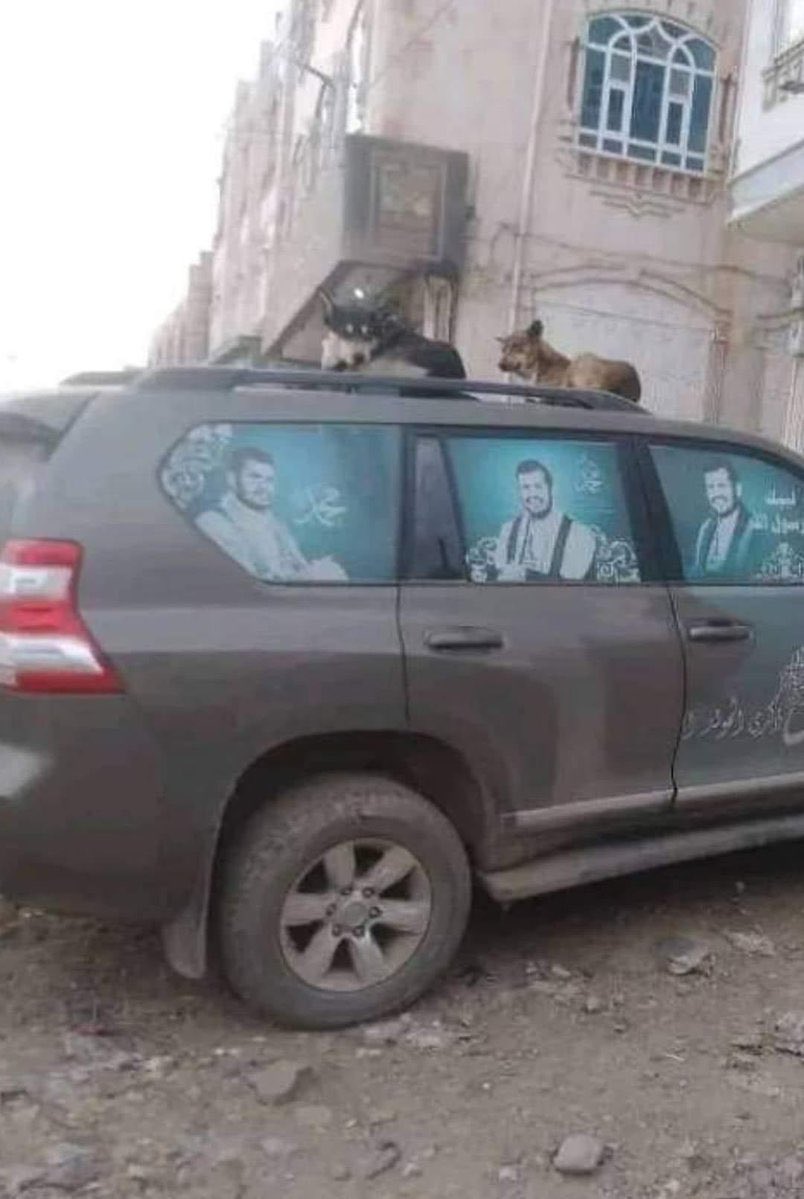 كم كلب في الصورة ؟