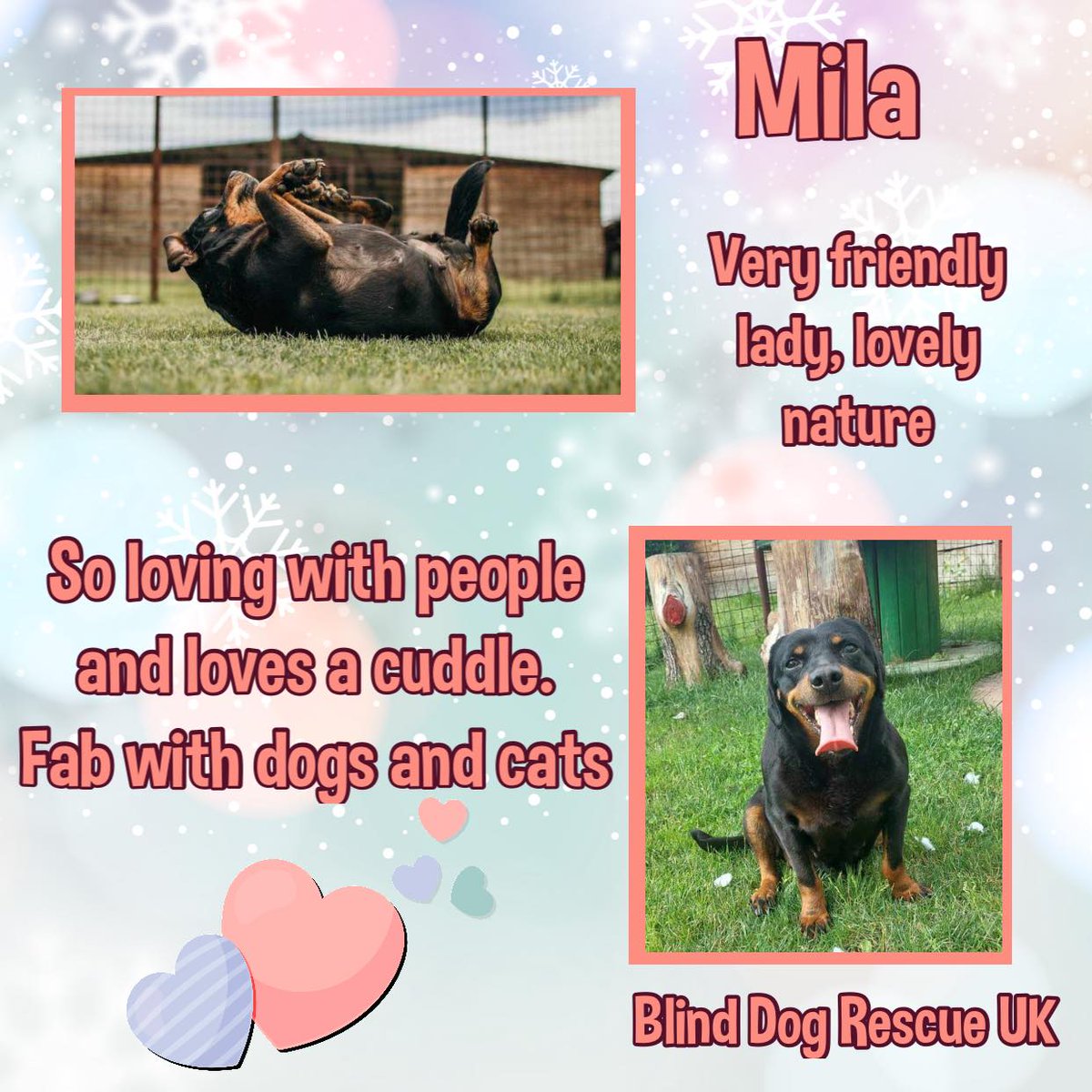 #k9hour 6yo RottweilerX MILA used to have an owner but he died & his family took her to the Shelter. She is a blind lady, described as very friendly with both dogs & cats, & has a lovely nature. She will need a patient adopter who will give her time to settle in new surroundings,