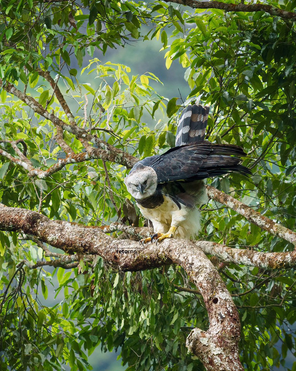 RETORNO Águila Harpia