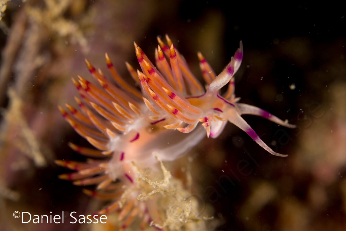 Coryphellina rubrolineata #nudibranch this one is around 1.5cm in length for
#MolluskMonday