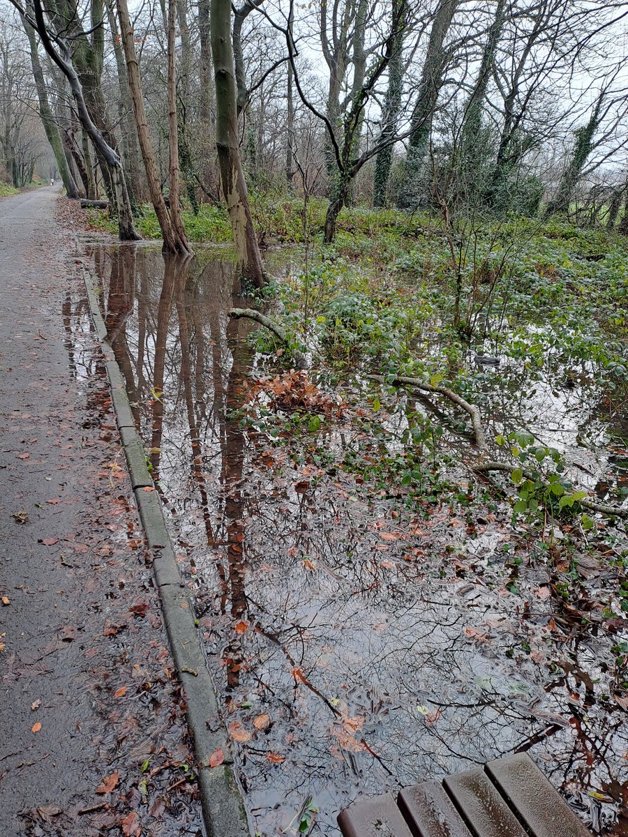 Despite the deluge of rain from the recent wet weather, our efforts to minimise flooding in Green Drive appear to be working. There is very minimal surface water on the footpath, with all stormwater contained to ditches, semwales or soakaway areas of the woodland.