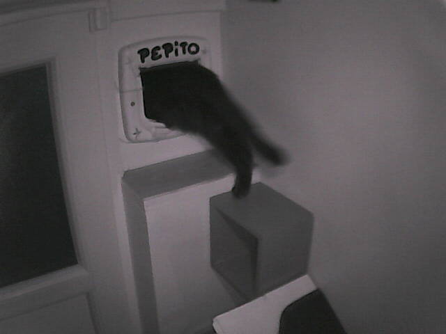 PepitoTheCat's tweet image. Pépito is out (17:00:50)