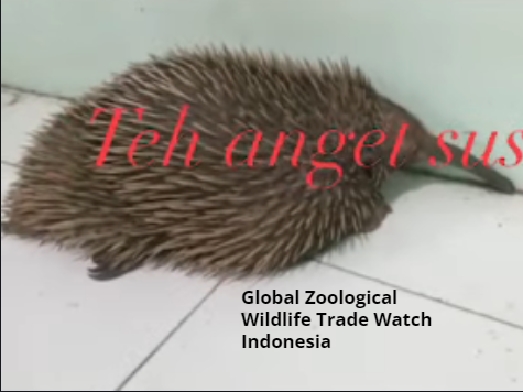 GlobalZoologic's tweet photo. A critically endangered Western long beaked echidna being sold in #Indonesia. #Nature #Animal https://t.co/VNlFhLywNd