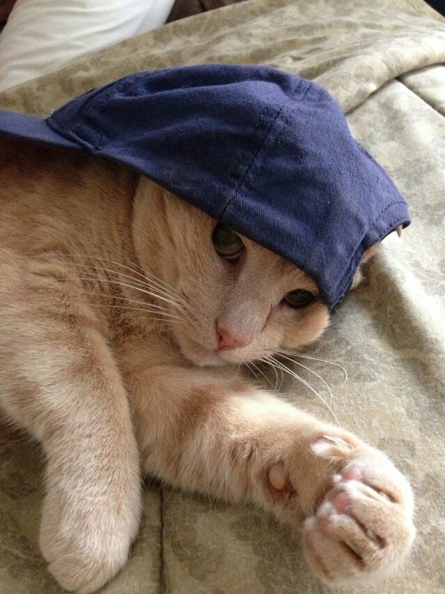 lejaandary's tweet photo. 🐱🧢 https://t.co/RoORyyPhDA