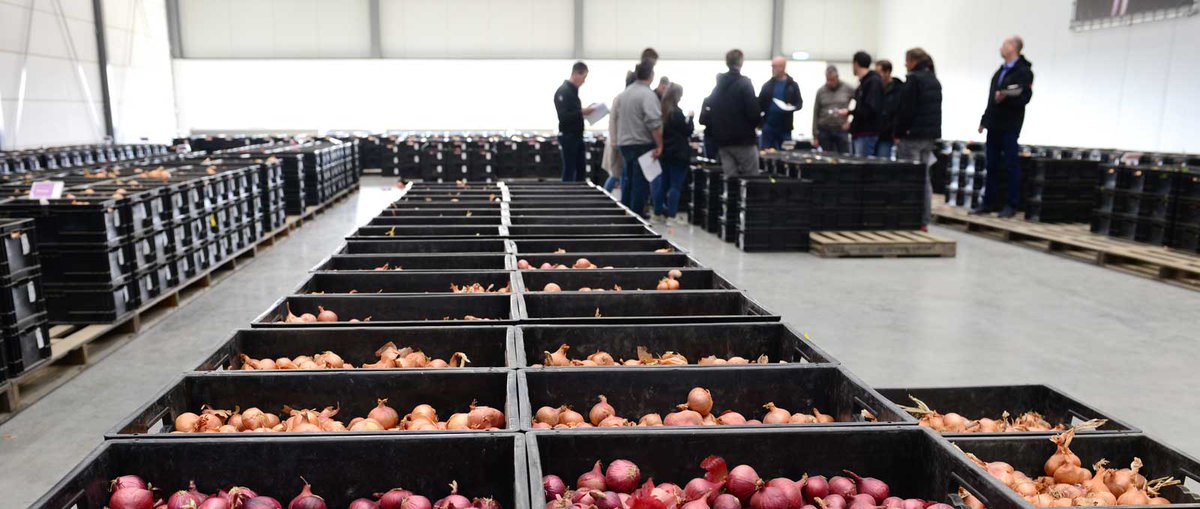 🌍Klaar voor een wereldwijde uitdaging? De Groot en Slot is opzoek naar een veredelaar om het team te versterken. Veredelaar is een zeer afwisselende functie in onze groeiende en boeiende organisatie. Bekijk hier de vacature: degrootenslot.nl/veredelaar-1 #vacature #uien #veredeling