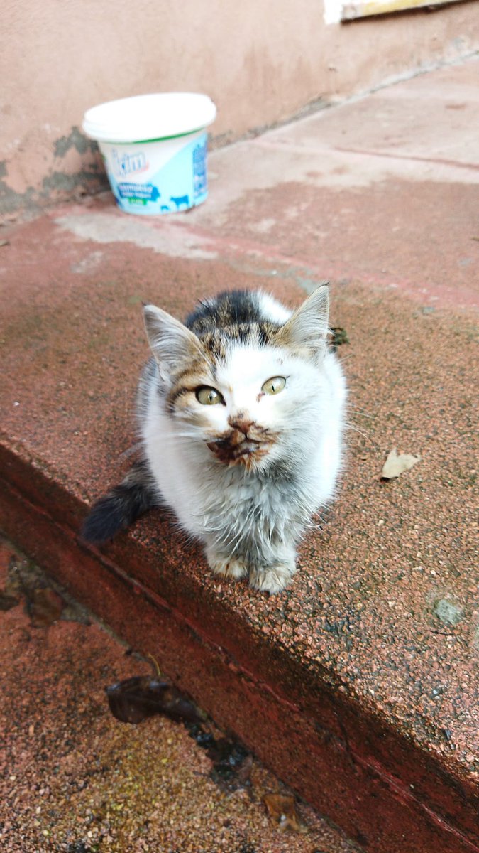 Zıpzıp'ı arkadaşım acı içinde peşinde koşarken görüyor, yaş mama veriyor ama çocuğum acıdan yiyemiyor. Ağız gitmiş, daha 2 aylık ama çok besinsiz kalmış. Acilen kliniğe yatırıp, tedavisine başlamamız lazım. Şimdilik kliniğe yatirmamiz ve kan testleri için 15 kişi 200 tl destekler