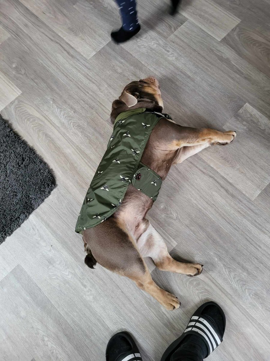 Still on strike, not moving when I have my coat on 😂 #Bulldog #Anipals #Dogs #Animals #Pets