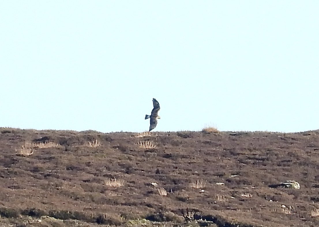 Rough legged buzzard in Sleddale today with @RowboMark @teesbirds1 @nybirdnews @DurhamBirdClub @Natures_Voice