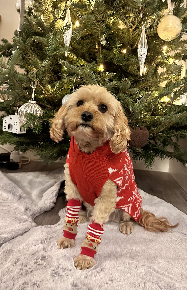 We know that school dogs are an important part of school life as they can make all the difference to those children having a tough day. So if you’re having one of those days, we hope the @stlukescofe Dog Poppy sporting her #Christmasjumper will cheer you up! #strongertogether