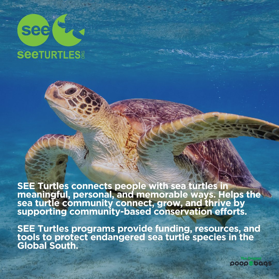 poopbags's tweet image. Introducing our ocean-loving ally, SEE Turtles 🐢

SEE Turtles is now part of our non-profit partners for "You Buy, We Donate®️"! 🎉 

Make a conscious choice for your pets at poopbags.com! 🌎💚

#SEETurtles #theoriginalpoopbags