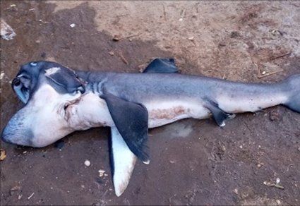 SharkRayFund's tweet photo. The mysterious megamouth shark🧐🦈

Discovered in Hawaii 1976, it was thought rare until recent data showed 273 records across 16 countries.
And now, during an SCF-funded project, @TheWCS recorded the 1st ever megamouth in the United Republic of Tanzania!
https://t.co/kpK36BImDD https://t.co/LLqggWv8K2