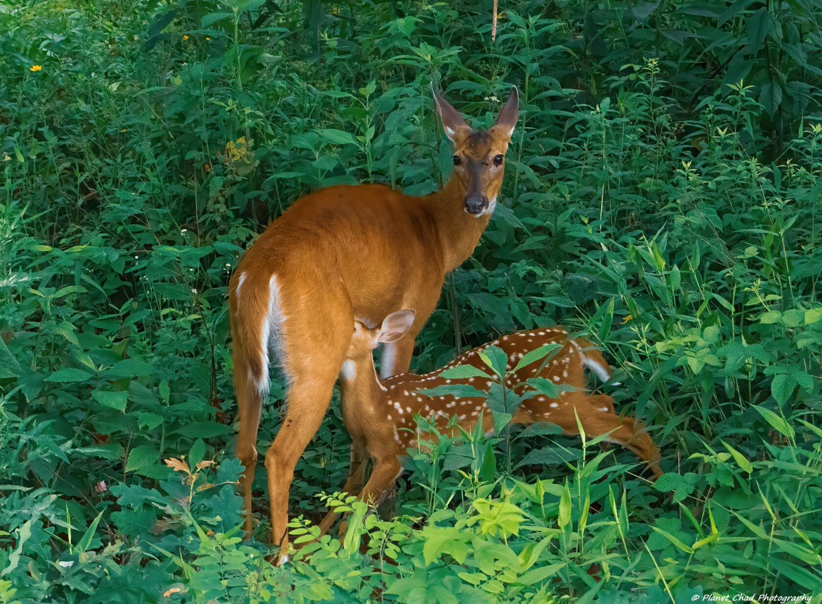 This photo was chosen for a feature on Instagram's BestoftheUSA_Love account and it also gave me shutterbug club status for 11 features across the BestoftheUSA accounts.

I'm very thankful for them sharing my work!

pixels.com/featured/white…

#deer #nature #wildlife