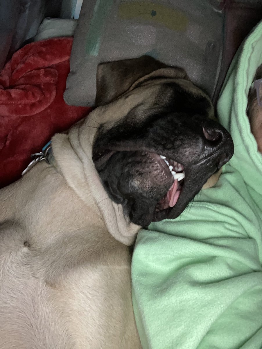 blvemt's tweet image. Having a mastiff is like having a perpetual toddler that always has to be on you.