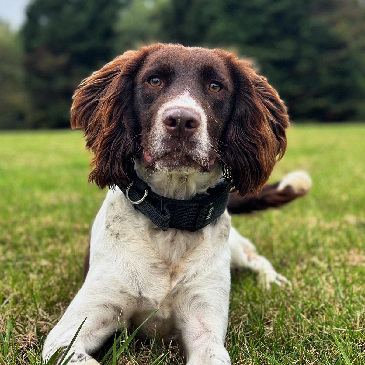 This handsome young chap is PD Potter. One of Potter's special skills is that he is incredibly good at sniffing out money! Whilst at a job earlier on this month, Potter and his dad were able to put his skill to the test, resulting in a large amount of hidden cash sniffed out!🐾