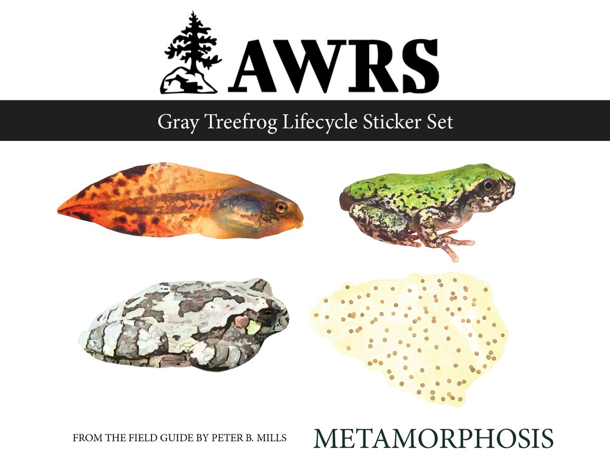 New sticker set! 👀🐸 The Gray Treefrog Lifecyle set is available now, along with all our previous sets featuring the illustrations from Peter B Mills' Metamorphosis field guide. Proceeds support the Station's operations. Visit our online store: shorturl.at/CFGLY