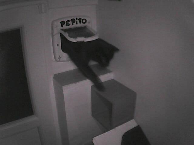 PepitoTheCat's tweet image. Pépito is back home (17:31:29)