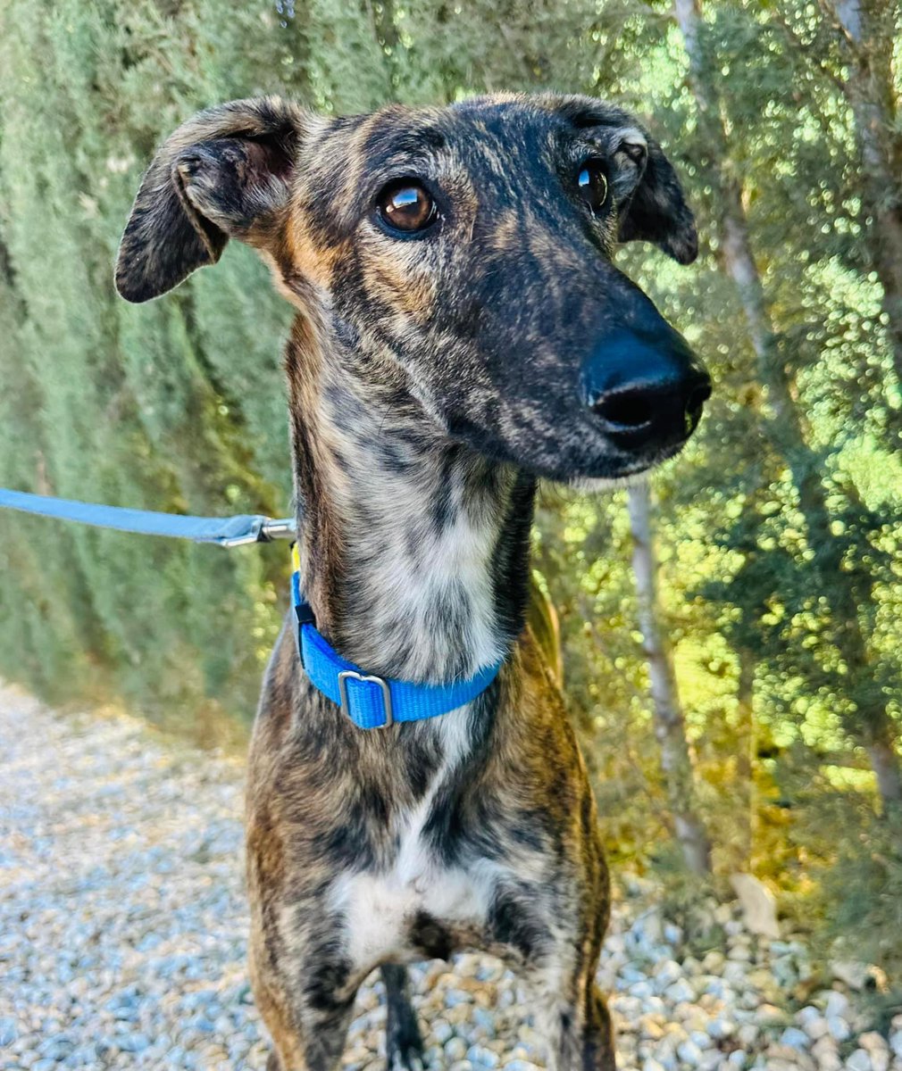 Meet Rosa 🌹 Rosa came from another protectora as they struggle to find homes for Galgos. She’s approx 6mths old & is an absolute darling. Let’s hope she doesn’t have to wait too long. Will you give Rosa a share? 🙏🏻 She’s beautiful isn’t she? 😍 galgosdelsol.org/adoptables