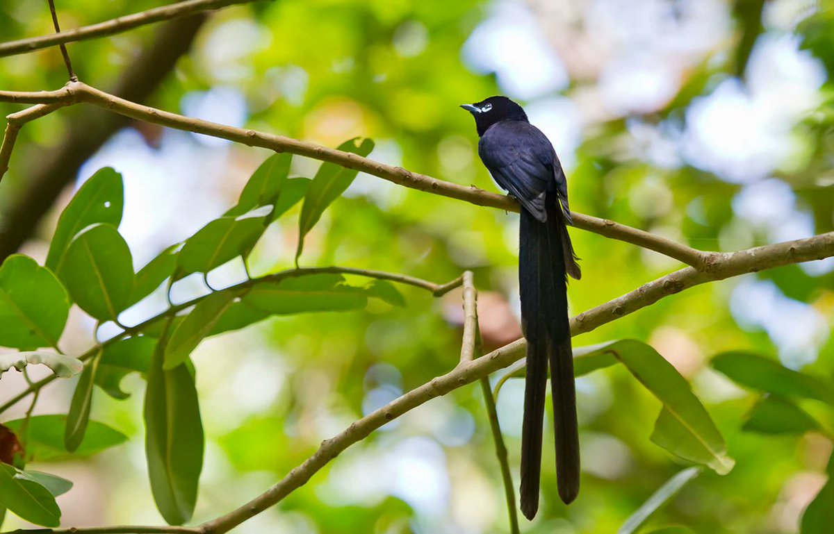 Happy that our work on how the Seychelles flycatcher avoided extinction is out in MBE @OfficialSMBE academic.oup.com/mbe/article/40…. The thread below still holds to put results in context and find a summary in Nature Highlights (paywalled, but our paper is OA) nature.com/articles/d4158…