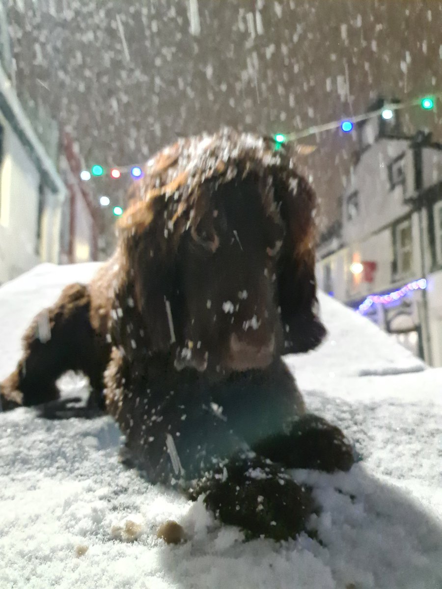 LcdpTerry's tweet image. Too cute. #dog  #cockerspainel